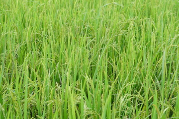 background of rice fields in the field