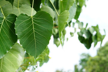 green bodhi leaf background The tree where the Buddha passed away	