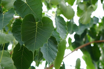 green bodhi leaf background The tree where the Buddha passed away	