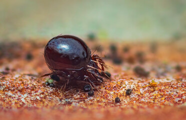 Close up of Beetle Mite also known as oribatid mites