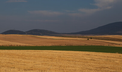 Fototapeta na wymiar Beautiful golden field, olive trees on the background of mountains and dramatic dark sky, Greece