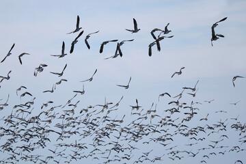 viele Weißwangengänse im Flug - Branta leucopsis