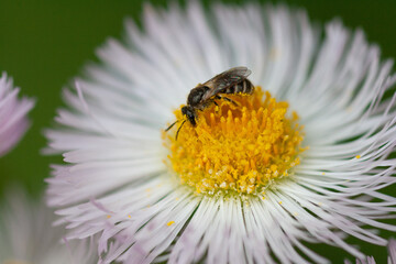 ハルジオン Philadelphia fleabane (Erigeron philadelphicus)