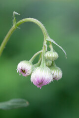 ハルジオン Philadelphia fleabane (Erigeron philadelphicus)