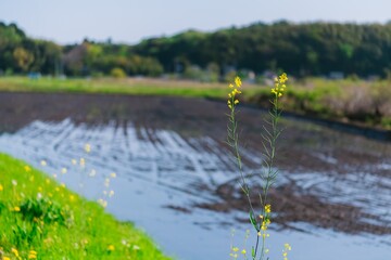 reeds in the water