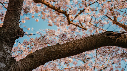 spring sky and cherry blossoms (봄 하늘과 벚꽃)	