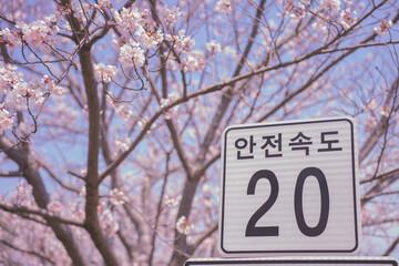 cherry blossoms in spring (봄에 핀 벚꽃)