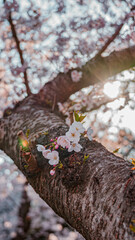 dazzling cherry blossoms (눈부신 벚꽃)