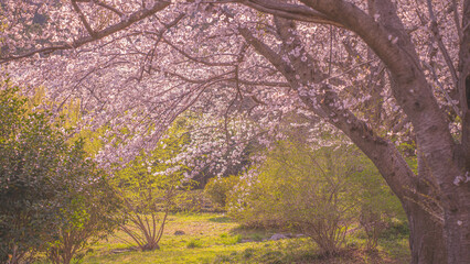 Cherry blossom forest in spring (봄날의 벚꽃숲)