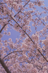 spring sky and pink cherry blossoms (봄 하늘과 분홍 벚꽃)