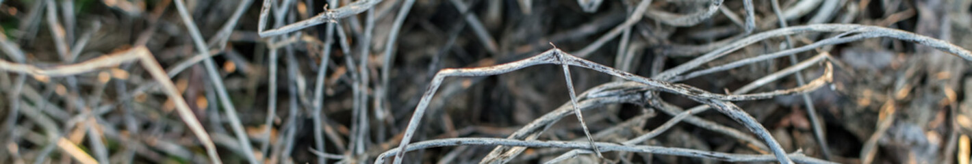 Abstract natural background with dried plants and branches. Autumn season. Banner for the site.