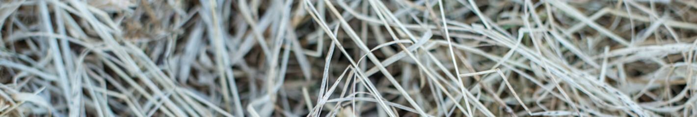 Beautiful natural background of dry grass in late autumn. Cold weather. Autumn sunbeam. Place for text.