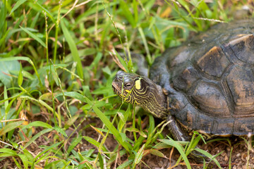 草の上を歩くカメ