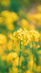 yellow rape flowers in the field (들판의 노란색 유채꽃)