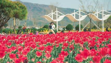 red tulips in the park (공원의 빨간 튤립)