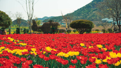 red tulip yellow tulip (빨간튤립 노란튤립)