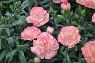 Carnation