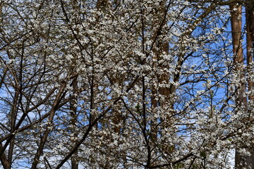 blossom in spring