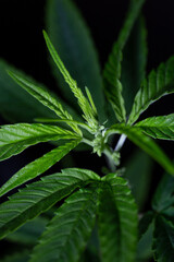 the growth of male cannabis in close-up