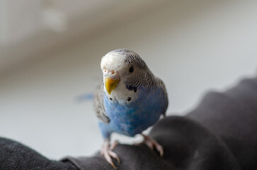 homemade little blue parrot sitting on arm