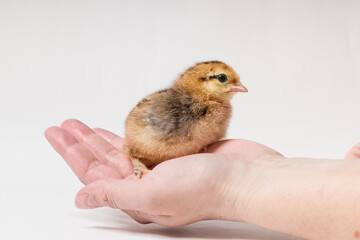 a small chicken sits in a female hand on a white background