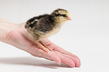 a small baby chick sits in a female hand on a white background