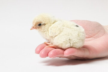 a small chicken lies basking in a female hand on a white background
