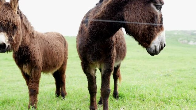 An image showing two donkeys grazing. One of them is in the foreground and the other in the background. natural environment of cantabria.