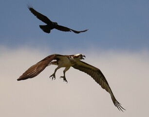 Osprey Crow aerial battle