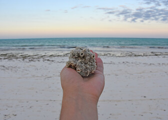 
A hand holding a shell from a clam on the background of the blue Indian ocean and white sandy beach on the coast of the island of zanzibar in tanzania