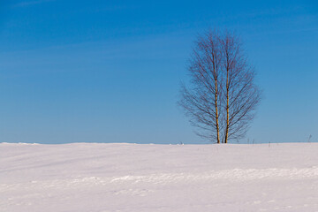 Fototapeta na wymiar birch tree in the middle of a snowy field against the blue sky on a winter day
