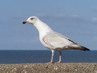 Herring Gull - Juvenile standing on the sea wall