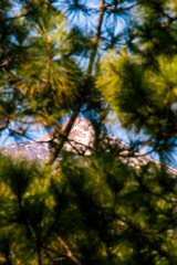 Pico del Teide entre ramas de Pinus sp, isla de Tenerife
