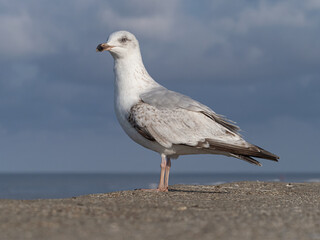 Herring Gull - Juvenile standing on the sea wall