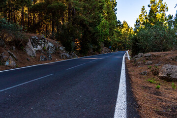 Fototapeta premium Carretera rodeada de pinos en el Parque Nacional del Teide, isla de Tenerife.