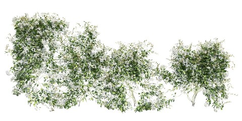 Climbing plants creepers isolated on white background 3d illustration
