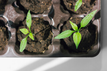 Seedlings of bush pepper in a plastic cassette with soil on a home windowsill. Fresh young green shoots with leaves. Top view