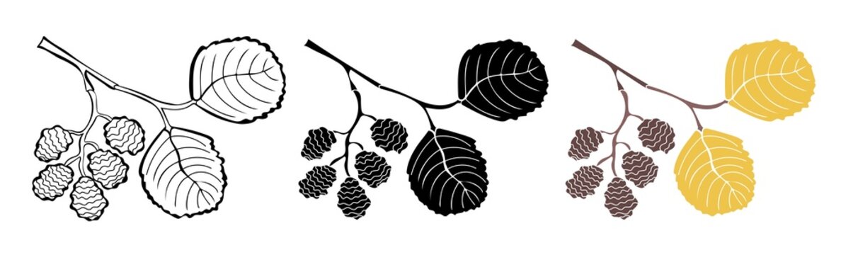 Alder twigs outline, in silhouette and colorful isolated on white background. Autumn design elements. Vector illustration.