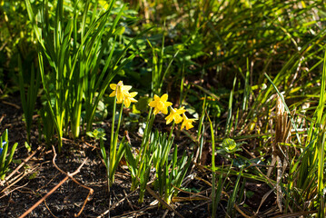 yellow daffodils in the garden