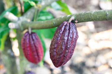 selective focus purple cacao fruit grows on numerous trees in Thai farmer fields