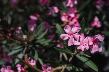 Close-up of the pink flower of oleander Nerium, a poisonous plant.