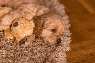 Puppy English Cocker Spaniel sitting, Little dog lying on the carpet with a soft toy, place for text