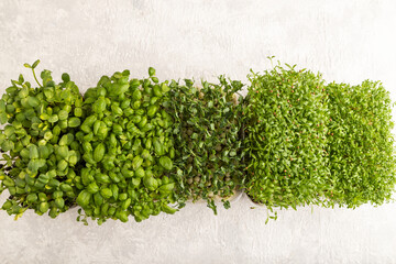Set of boxes with microgreen sprouts of green basil, pea, cilantro, sunflower, watercress on gray. - obrazy, fototapety, plakaty