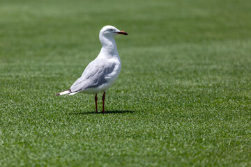 Australian Silver Gull (Chroicocephalus novaehollandiae or Larus novaehollandiae) commonly called seagull standing on the grass, in Sydney, Australia.