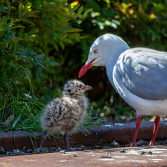 Australian Silver Gull (Chroicocephalus novaehollandiae or Larus novaehollandiae) commonly called seagull and her chick at Cockatoo Island, Sydney, Australia.