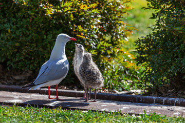 Australian Silver Gull (Chroicocephalus novaehollandiae or Larus novaehollandiae) commonly called seagull tend to her two chicks at Cockatoo Island, Sydney, Australia.
