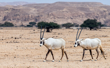 Antelope Arabian white oryx (Oryx dammah) inhabits native environments of Sahara desert, recently introduced into nature reserves of the Middle East

