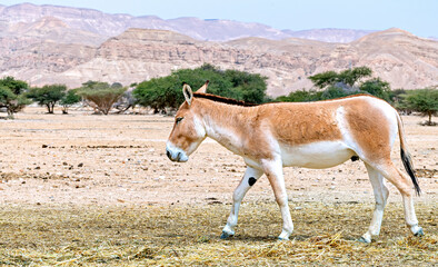 Naklejka na ściany i meble Onager (Equus hemionus) is semi-domesticated donkey, the species inhabits nature reserve parks in the Middle East