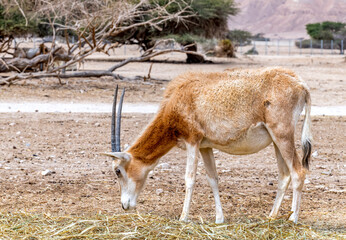 Antelope scimitar horn Oryx (Oryx leucoryx). Due to danger of extinction the species was introduced from Sahara and adopted in nature reserves of the Middle East