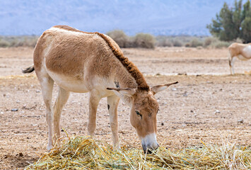 Onager (Equus hemionus) is semi-domesticated donkey, the species inhabits nature reserve parks in the Middle East